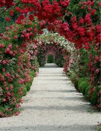 San Jose Rose&nbsp;Garden