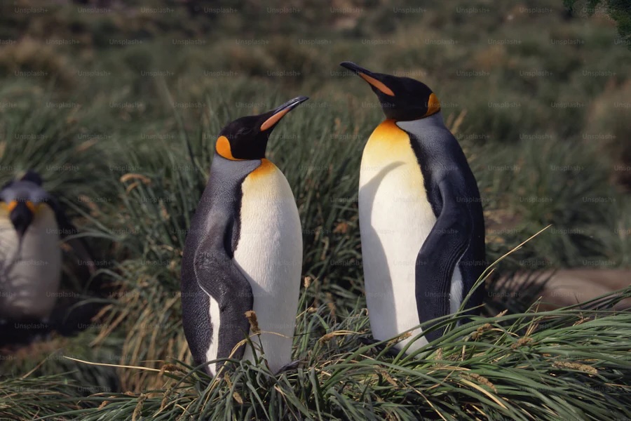 Who are Highly Sensitive (Empathic) People Compatible&nbsp;With?