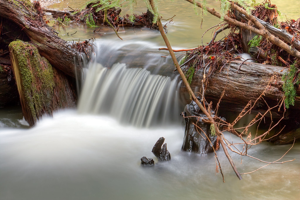 Butano State Park in Pescadero,&nbsp;California