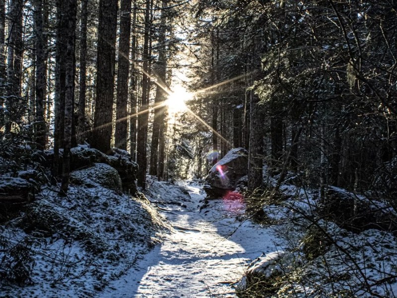 Awesome Snowy Forest&nbsp;Images