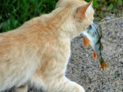 Q&A: Signs You’re Being&nbsp;Catfished