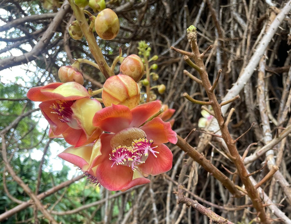 Exploring Honolulu, Hawaii