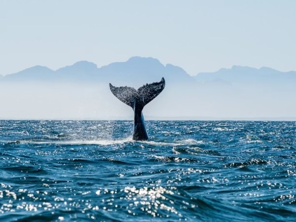Whale Watching on the San Francisco&nbsp;Bay